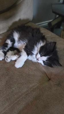 female kitten - Photo 4