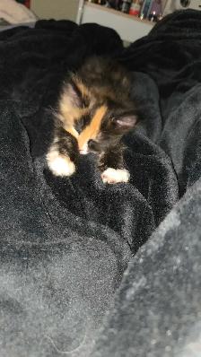 female kitten - Photo 5