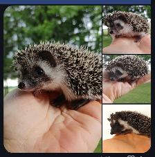 U choose: 4 dark masked chocolate baby boy hedgehogs!