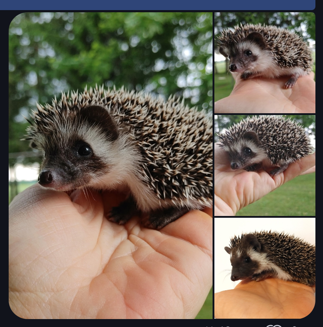 U choose: 4 dark masked chocolate baby boy hedgehogs!!