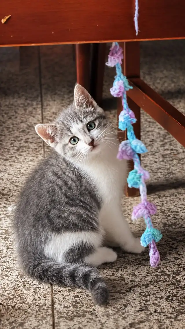 Chatton a vendre 50$