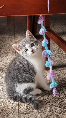 Chatton a vendre 50$