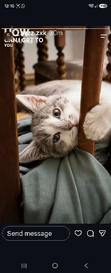 Chatton a vendre 50$ - Photo 3