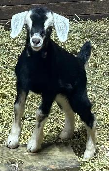 Goats for sale