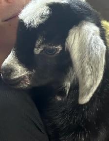 Goats for sale - Photo 3