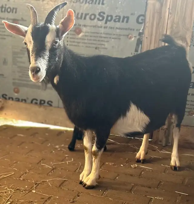 Goat-Nanny and buckling at side for sale