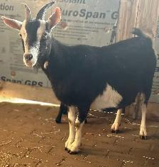Goat-Nanny and buckling at side for sale