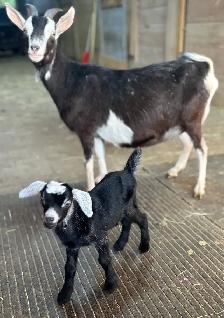 Goat-Nanny and buckling at side for sale - Photo 2