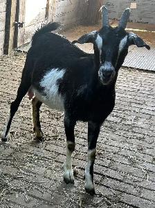 Goat-Nanny and buckling at side for sale - Photo 3