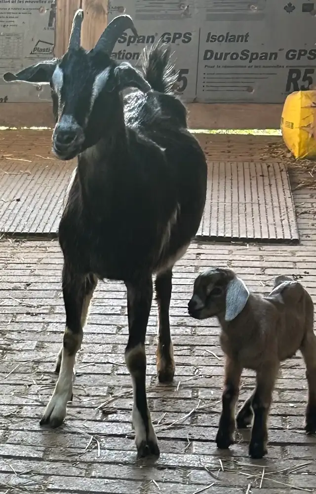 Goat for sale.   Nanny with baby at side.