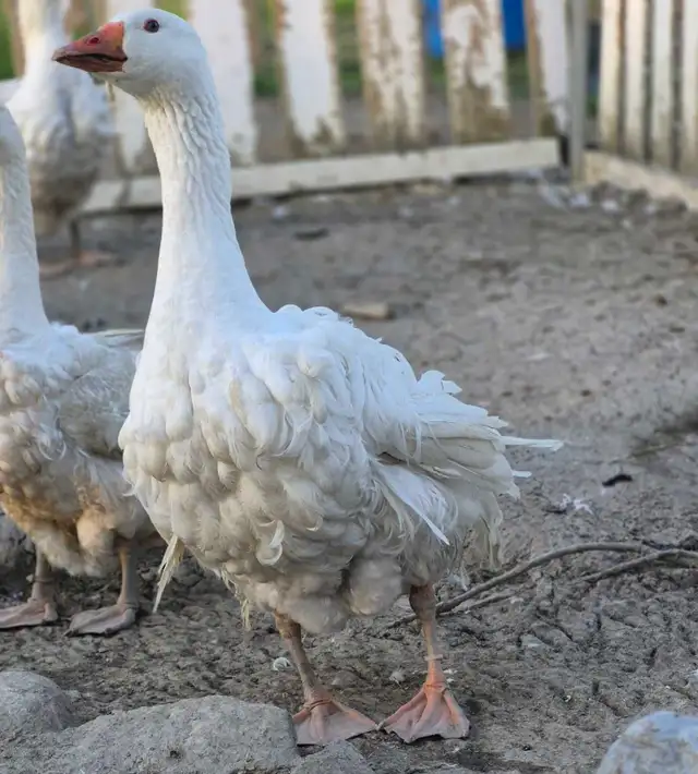 sebastopol oie/geese /oie de dunabé/oie friser