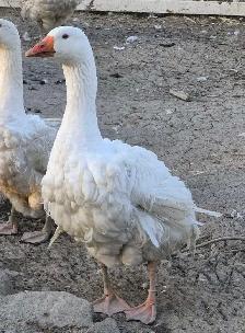 sebastopol oie/geese /oie de dunabé/oie friser - Photo 2