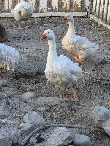 sebastopol oie/geese /oie de dunabé/oie friser - Photo 3