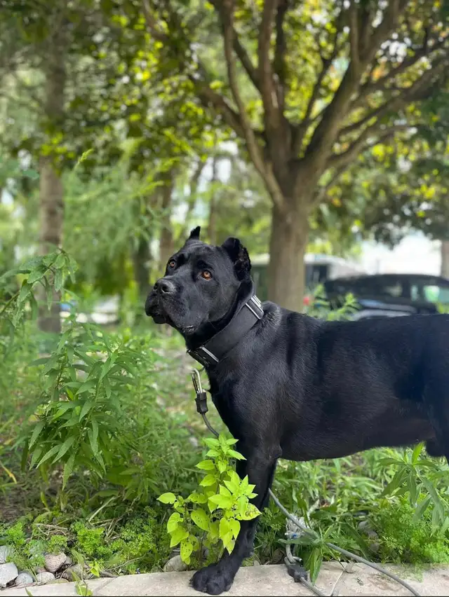 Missing Dog