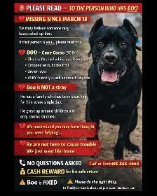 Missing Dog - Photo 9