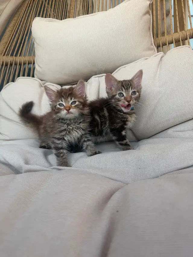 Adorable Kittens
