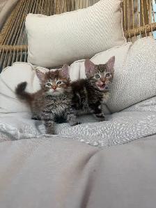 Adorable Kittens