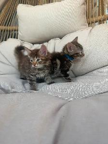 Adorable Kittens - Photo 2