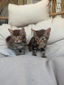 Adorable Kittens - Photo 3