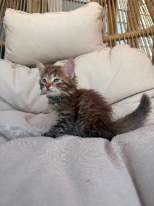 Adorable Kittens - Photo 4