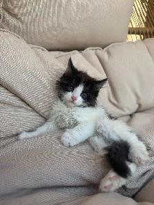 Adorable Kittens - Photo 5