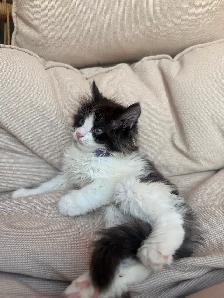 Adorable Kittens - Photo 6