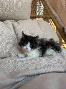 Adorable Kittens - Photo 7