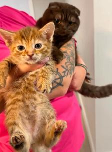 Adorable Kittens - Photo 8