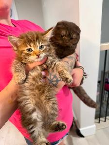 Adorable Kittens - Photo 9