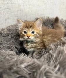 Adorable Kittens - Photo 10