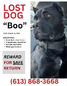 Missing Dog - Photo 5