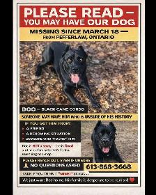 Missing Dog - Photo 7