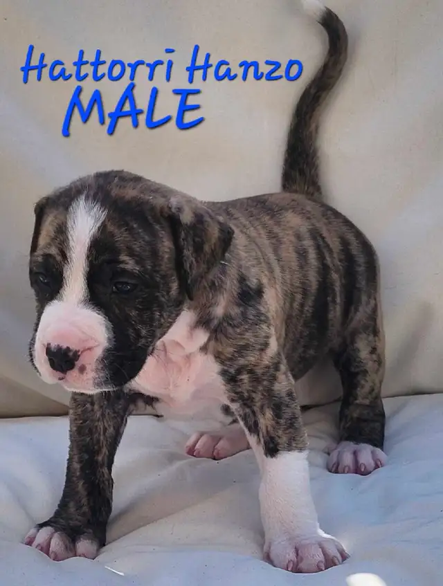 Mastiff mix puppies Negotiable best offer