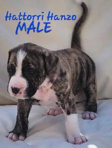 Mastiff mix puppies Negotiable best offer