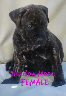 Mastiff mix puppies Negotiable best offer - Photo 2
