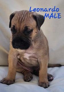 Mastiff mix puppies Negotiable best offer - Photo 3