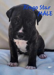 Mastiff mix puppies Negotiable best offer - Photo 4