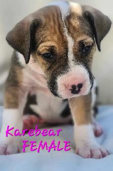 Mastiff mix puppies Negotiable best offer - Photo 5