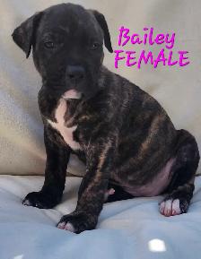 Mastiff mix puppies Negotiable best offer - Photo 6