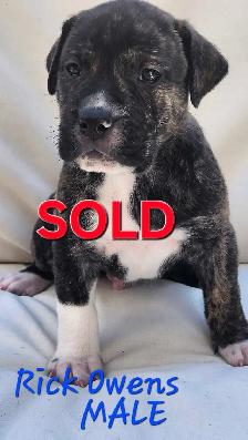 Mastiff mix puppies Negotiable best offer - Photo 7