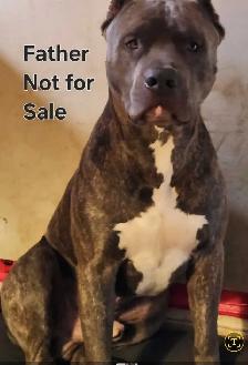 Mastiff mix puppies Negotiable best offer - Photo 8