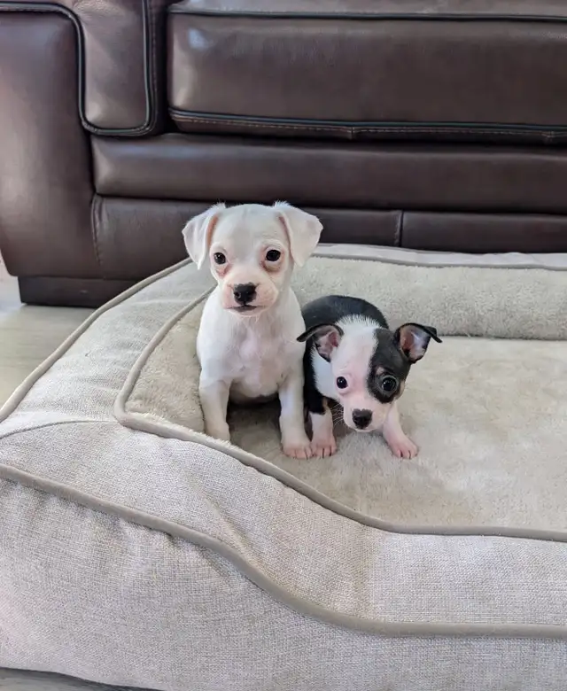 Adorable, Rare Chihuahua Puppies