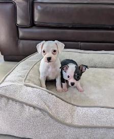 Adorable, Rare Chihuahua Puppies