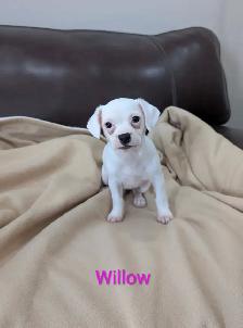 Adorable, Rare Chihuahua Puppies - Photo 2