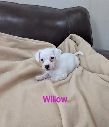 Adorable, Rare Chihuahua Puppies - Photo 3