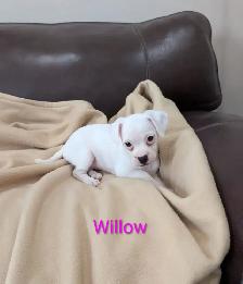 Adorable, Rare Chihuahua Puppies - Photo 4
