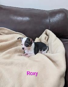 Adorable, Rare Chihuahua Puppies - Photo 5