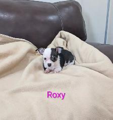 Adorable, Rare Chihuahua Puppies - Photo 6