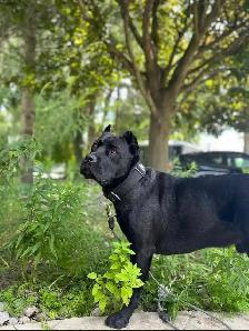 Missing Dog