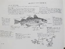 FISHERMEN OF NOVA SCOITA by L. B. Jenson – 1980 SC - Photo 6
